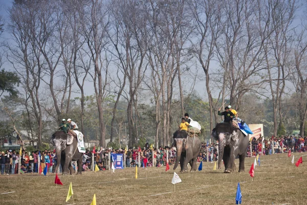 Elephant race -  festival, Chitwan 2013, Nepal — Stock Photo, Image