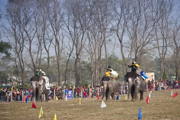 Slon závod - festival, chitwan 2013, Nepál — Stock fotografie