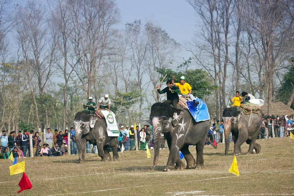 Elephant race -  festival, Chitwan 2013, Nepal — Stock Photo, Image