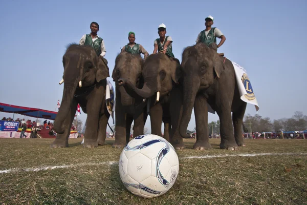 Voetbalspel - olifant festival, 2013 chitwan, nepal — Stockfoto