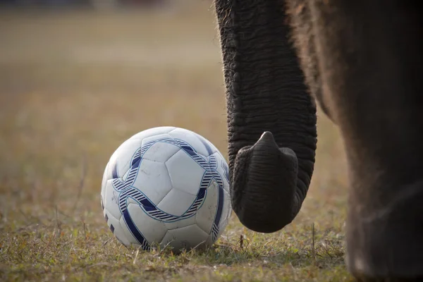 Fil Festivali sırasında oynanan futbol maçının ayrıntıları, Chitwan 2013, Nepal — Stok fotoğraf