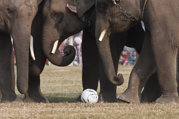 Detalle del partido de fútbol durante el festival Elephant, Chitwan 2013, Nepal —  Fotos de Stock