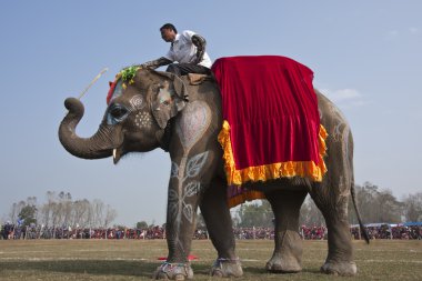 Güzellik Yarışması - fil Festivali, chitwan 2013, nepal