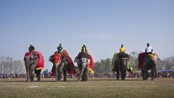 Concours de beauté - Festival des éléphants, Chitwan 2013, Népal — Photo