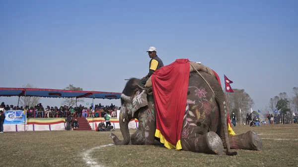 Beauty contest - Elephant festival, Chitwan 2013, Nepal — Stock Photo, Image