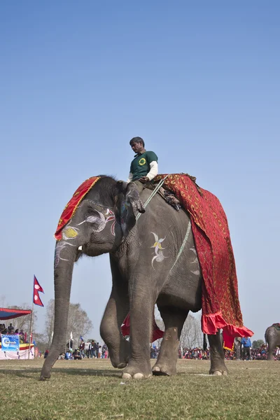 Soutěž krásy - sloní festival, chitwan 2013, Nepál — Stock fotografie