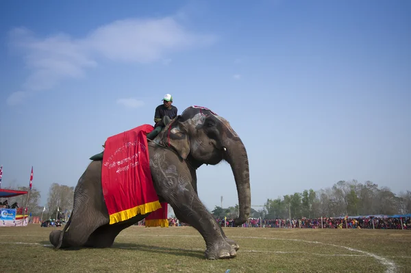 Schoonheidsverkiezingen - olifant festival, 2013 chitwan, nepal — Stockfoto
