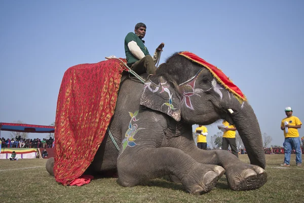 Soutěž krásy - sloní festival, chitwan 2013, Nepál — Stock fotografie