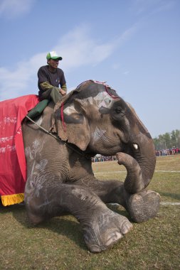 Güzellik Yarışması - fil Festivali, chitwan 2013, nepal