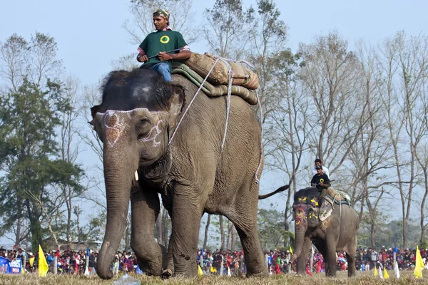 Carrera de elefantes - festival, Chitwan 2013, Nepal —  Fotos de Stock