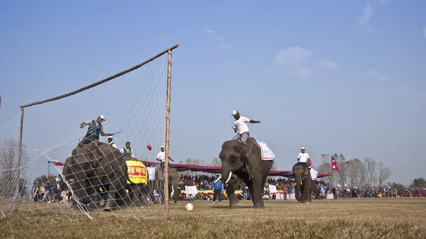 Festival del elefante, Chitwan 2013, Nepal — Foto de Stock