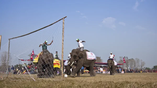 Festival del elefante, Chitwan 2013, Nepal — Foto de Stock