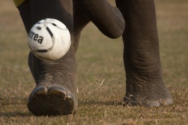 fil futbol oyunu