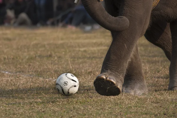 Olifant football spel — Stockfoto