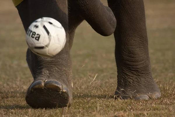 Elephant football game — Stock Photo, Image