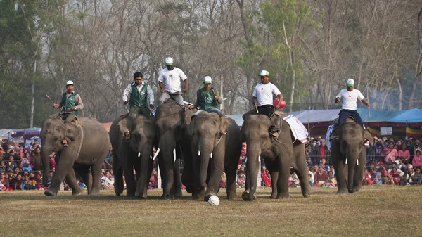 Festival del elefante, Chitwan 2013, Nepal — Foto de Stock