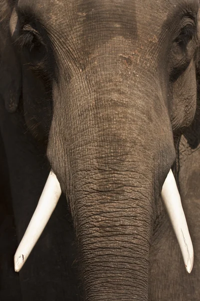 Detalhe da cabeça de elefante com presas — Fotografia de Stock