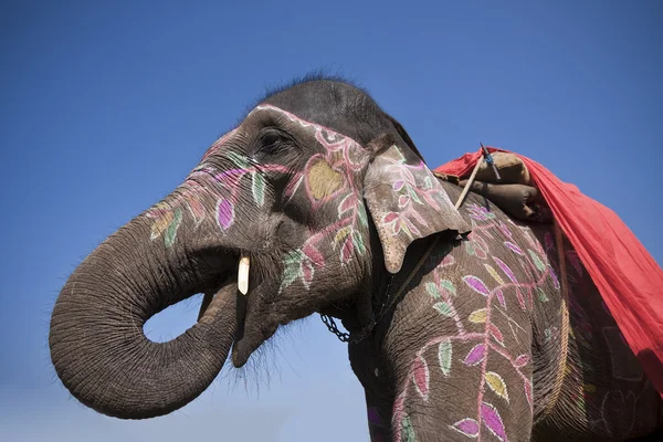 Alta vista do anle da cabeça de elefante no céu azul — Fotografia de Stock