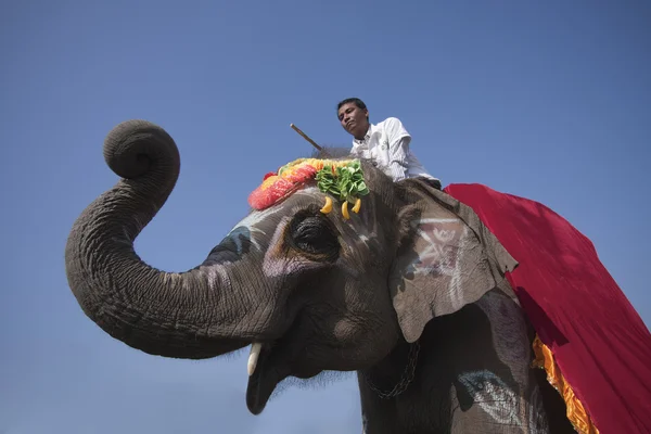 Nepali Mahout reitet Elefant — Stockfoto