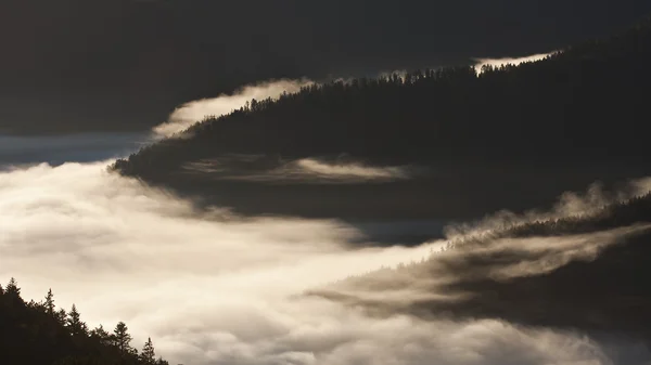 Dağına bulutlu köknar ağacı orman ile atmosferde kış — Stok fotoğraf