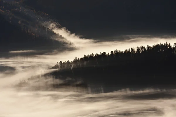 Téli hangulatú montain felhős fenyő fa erdei — Stock Fotó