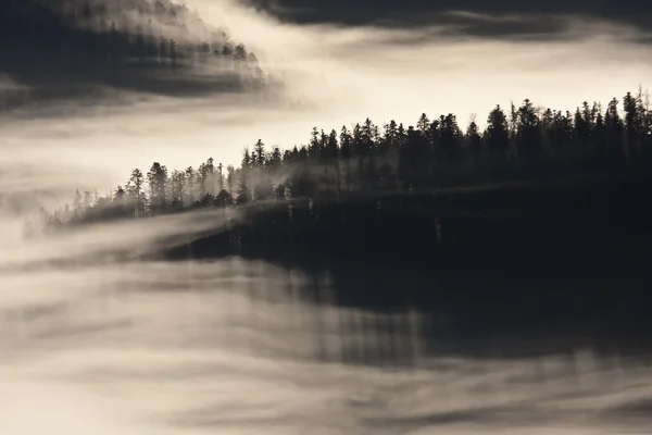 Atmosfera invernale in montagna con foresta di abeti nuvoloso — Foto Stock