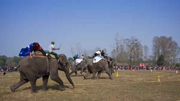象のレース - ネパール、チトワン 2013年祭 — ストック写真