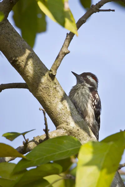 Pica-pau-pigmeu-de-cabeça-castanha — Fotografia de Stock