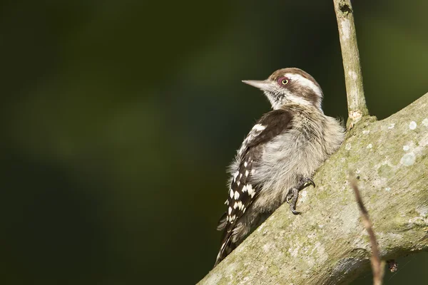 Brunkronad pygmy woodpecke — Stockfoto