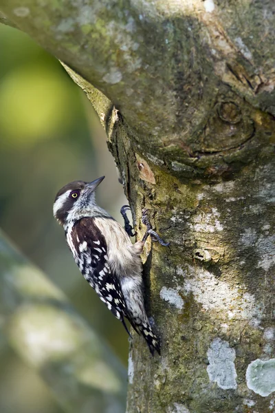 Brunkronad pygmy woodpecke — Stockfoto