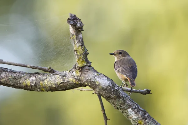 Svartvit bushchat fågel kvinnliga i nepal — Stockfoto