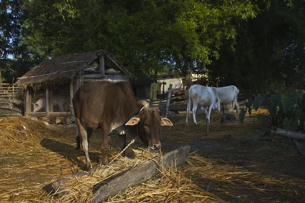 Βοοειδή στο παραδοσιακό αγρόκτημα στο Νεπάλ — Φωτογραφία Αρχείου