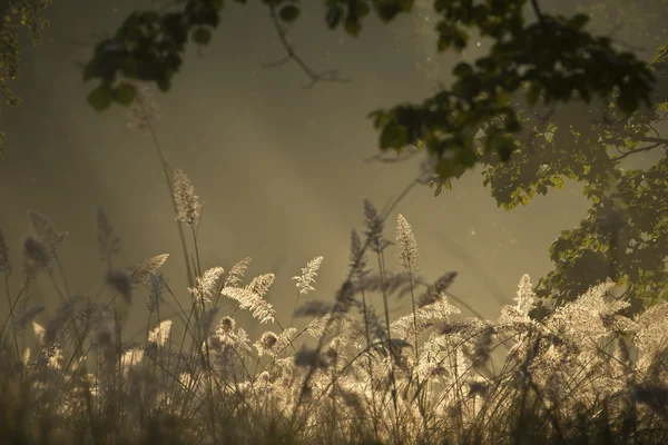 Pampas grass in morning light — Stock Photo, Image