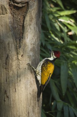 kara sırtlı Dinopium kuş iin nepal