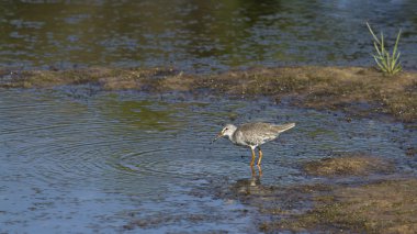 ortak redshank kuş: nepal