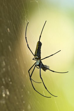nephila pilipes nakit Altın Küre-web örümceği