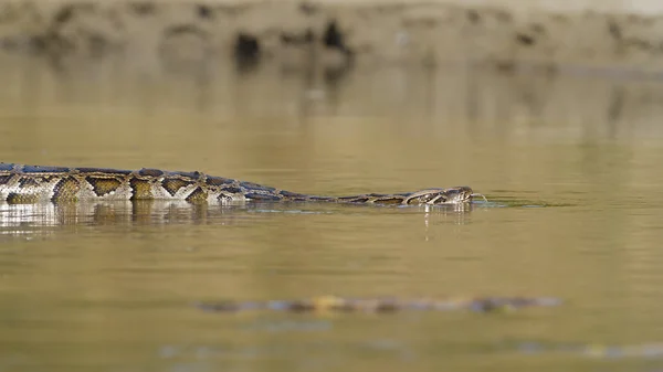 Asiatiska python i floden i nepal — Stockfoto