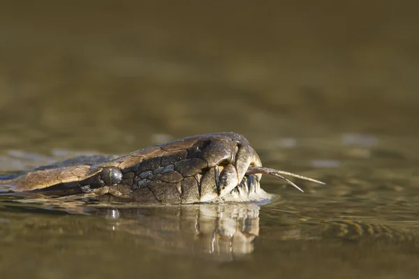 Azjatycki Pythona w rzece w Nepalu — Zdjęcie stockowe