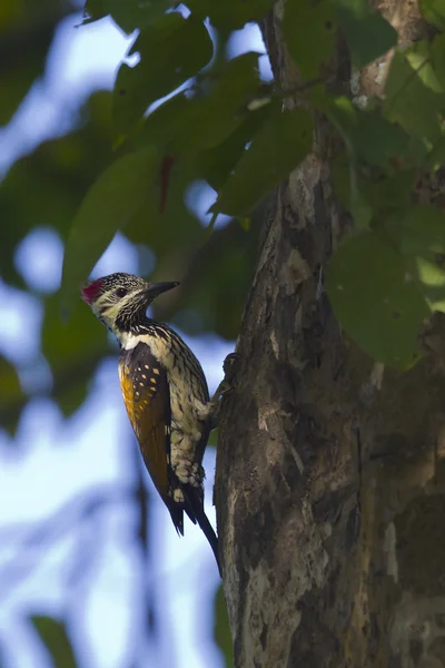 Svart-rumped sultanspett fågel iin nepal — Stockfoto