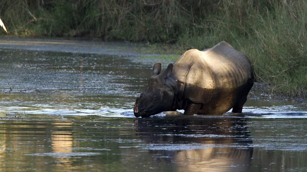 Rinoceronte maggiore con una corna in Nepal — Foto Stock