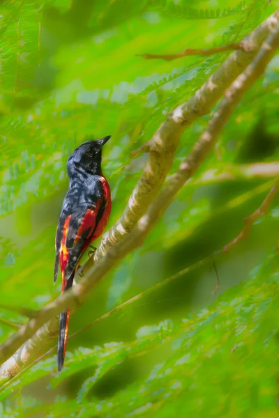 Dlouho sledoval minivet ptačí muž v Nepálu — Stock fotografie