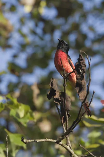 Uccellino dalla coda lunga maschio in Nepal — Foto Stock
