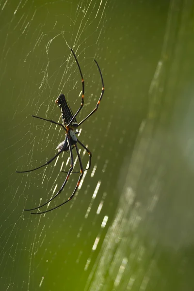 ジョロウグモ pilipes 正貨の黄金の orb web スパイダーの — ストック写真