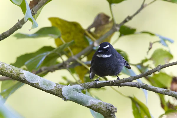 White-throated fantail flycatcher bird in Nepal — Stock Photo, Image