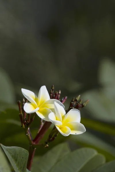 蒂亚雷花在尼泊尔 — 图库照片