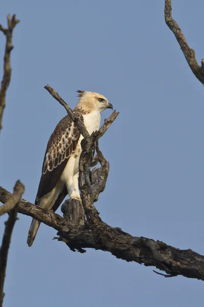 นกอินทรี Hawk เปลี่ยนได้ — ภาพถ่ายสต็อก