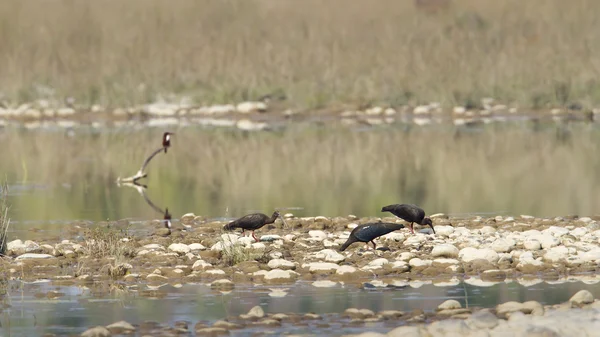 Black ibis and kingfisher water birds in Nepal — Stock Photo, Image