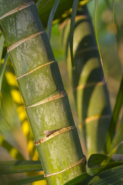 Abstract detail of palm tree — Stock Photo, Image