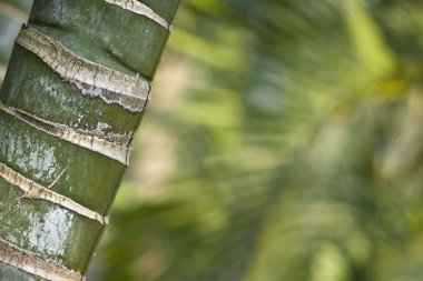Bambu arka plan detay