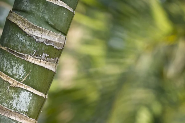 Detalle de fondo de bambú — Foto de Stock